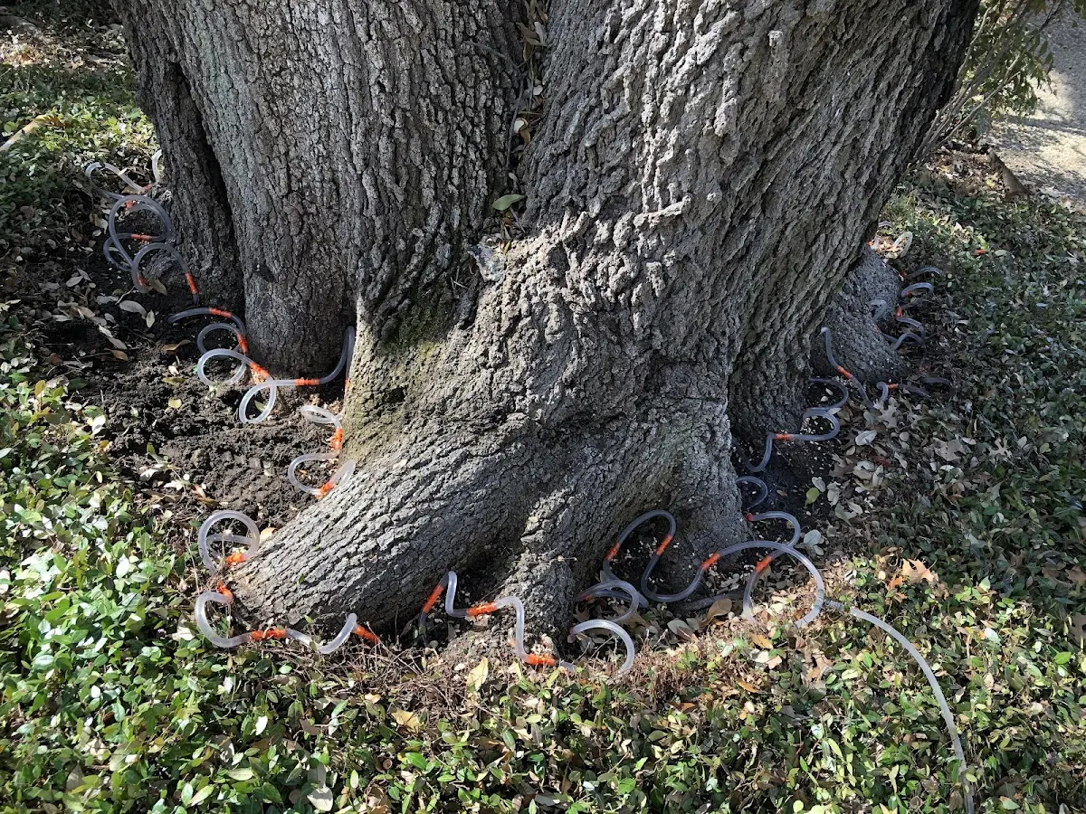 Detailed Tree Cabling and Bracing job site in Angelica