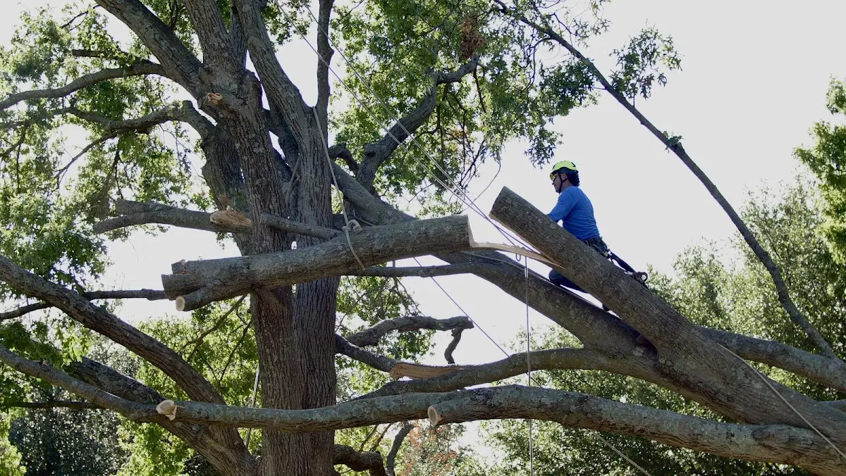 Professional Hazardous Tree Removal performed by certified arborists in Angelica