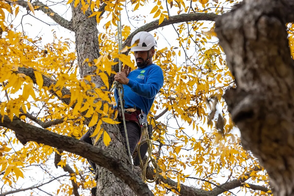 Skilled Tree Pruning crew working in Angelica