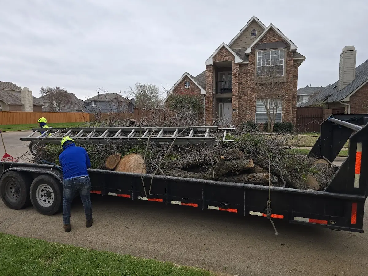 Expert Tree Removal with proper safety equipment in Angelica